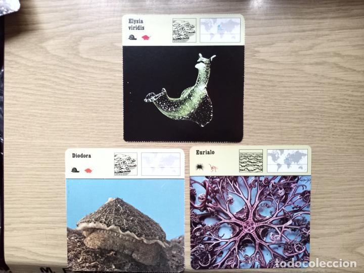 Documentos antiguos: FICHAS ANIMALES - ELYSIA VIRIDIS - DIODORA - EURIALO - Foto 1