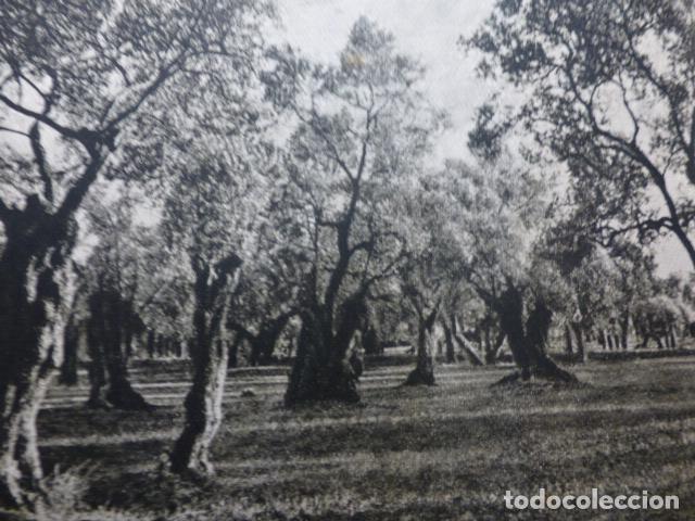 Documentos antiguos: PLA MALLORQUI MALLORCA ANTIGUO HUECOGRABADO