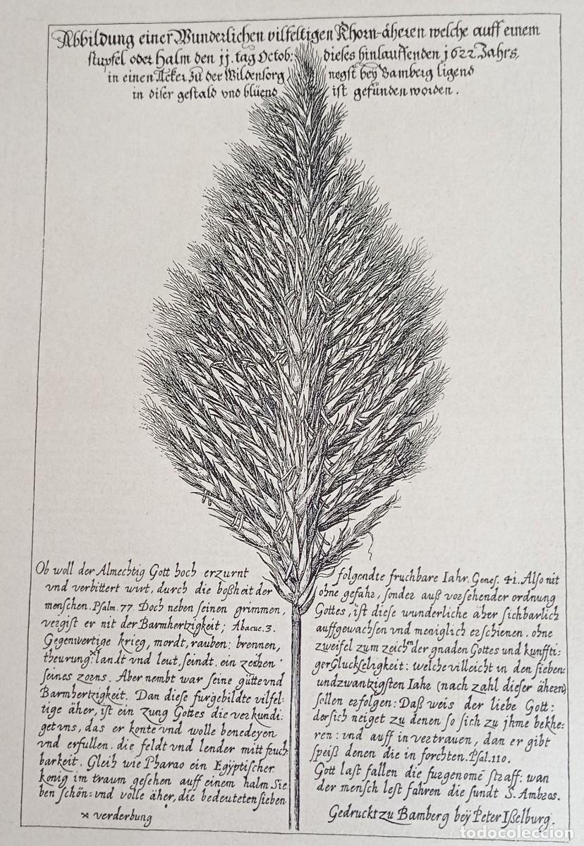 Documentos antiguos: ILUSTRACI&Oacute;N MAZORCA DE MA&Iacute;Z - PETER ISSELBURG - Foto 1