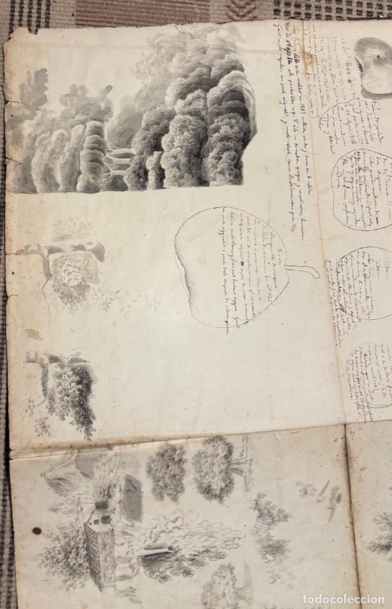 Documentos antiguos: Documento y dibujos sobre las peras hacia 1840 - Foto 4