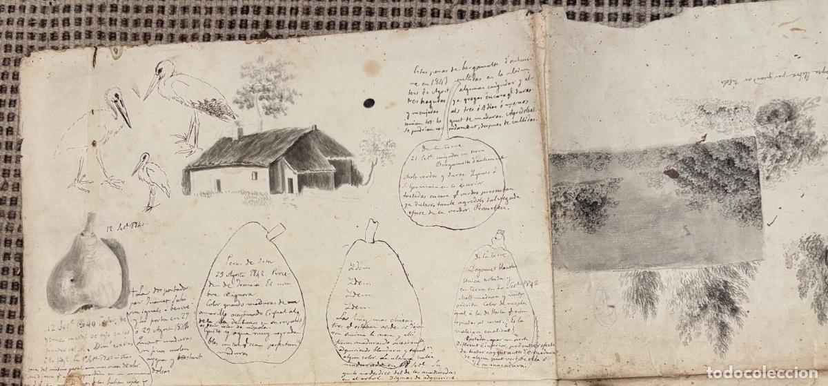 Documentos antiguos: Documento y dibujos sobre las peras hacia 1840 - Foto 5
