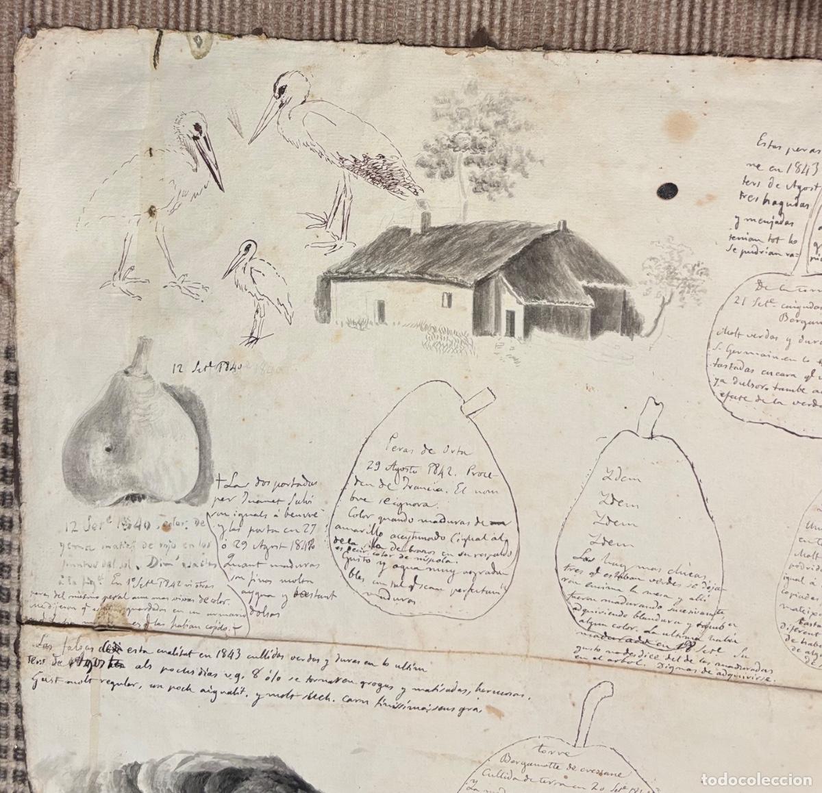 Documentos antiguos: Documento y dibujos sobre las peras hacia 1840 - Foto 14