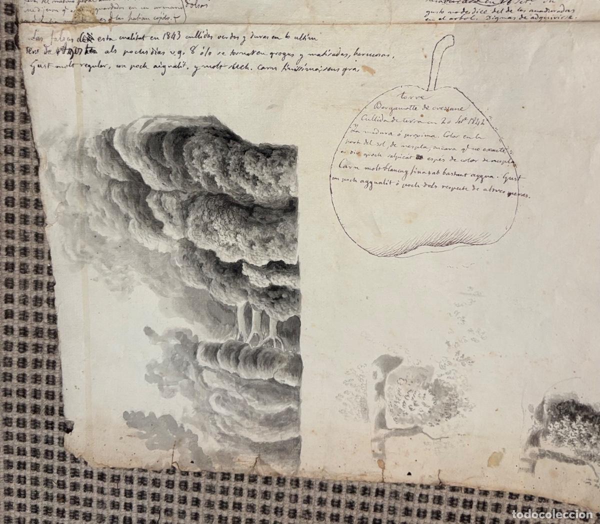 Documentos antiguos: Documento y dibujos sobre las peras hacia 1840 - Foto 15
