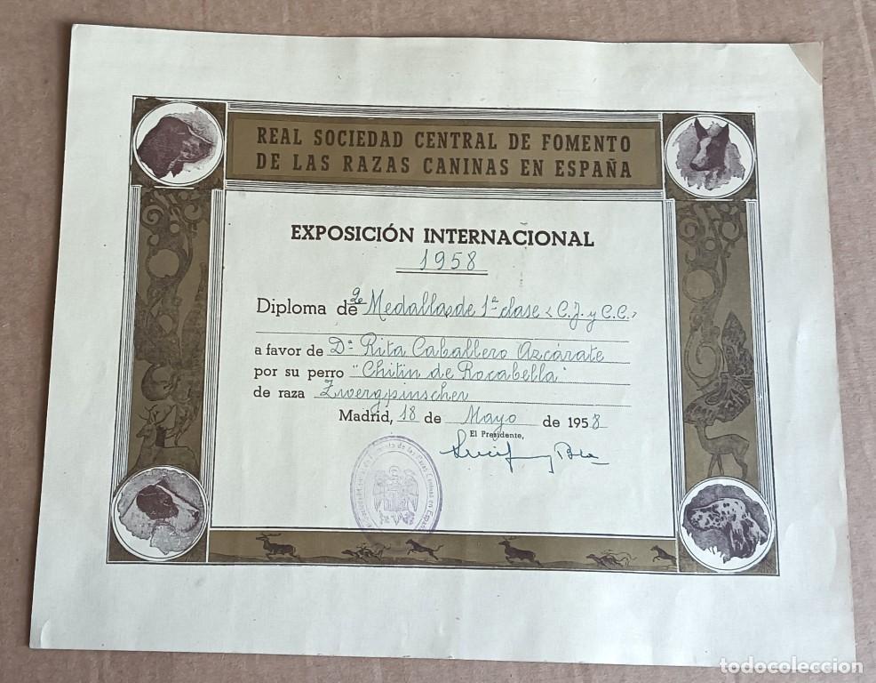 Documentos antiguos: Diploma Real Sociedad central de fomento de las razas caninas - Exposici&oacute;n internacional 1958