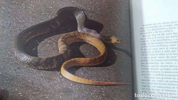 Enciclopedias antiguas: ENCICLOPEDIA DISNEY - Foto 41