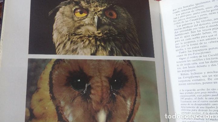 Enciclopedias antiguas: ENCICLOPEDIA DISNEY - Foto 43