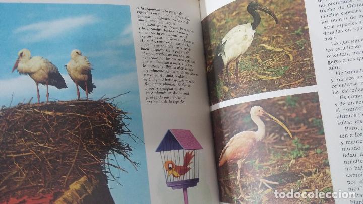 Enciclopedias antiguas: ENCICLOPEDIA DISNEY - Foto 44
