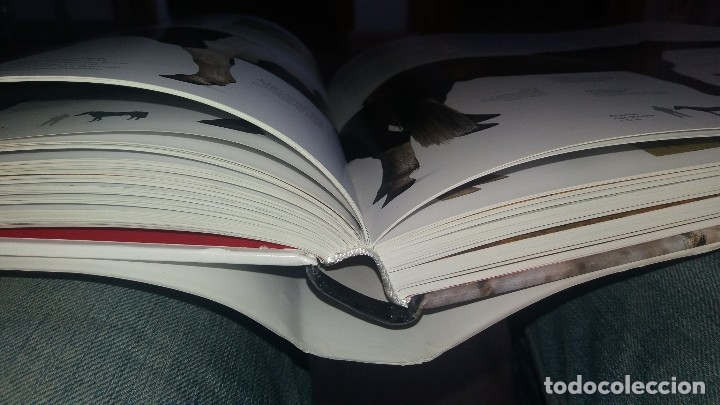 Enciclopedias antiguas: Gran Enciclopedia del Caballo - Foto 5
