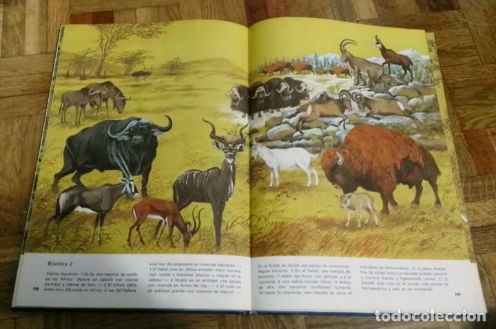 Enciclopedias antiguas: Nuestro Mundo en Color Enciclopedia Juvenil Ilustrada Edición Especial Discolibro 1974 - Foto 6 - 189290936