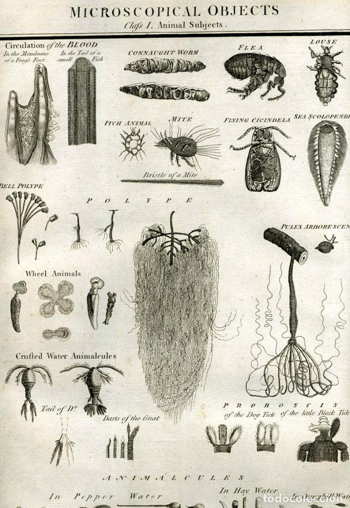 Enciclopedias antiguas: The New Royal Cyclopaedia, and Encyclopaedia... 3 tomos, 1788. G. Selby Howard/Hogg. 160 grabados - Foto 7 - 243794590