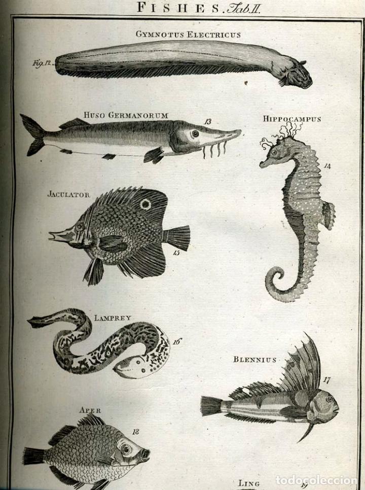Enciclopedias antiguas: The New Royal Cyclopaedia, and Encyclopaedia... 3 tomos, 1788. G. Selby Howard/Hogg. 160 grabados - Foto 21 - 243794590