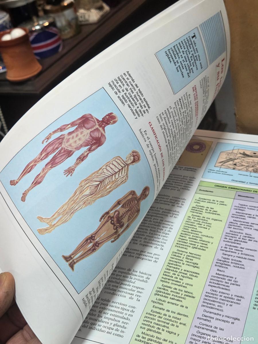 Enciclopedias antiguas: libro de anatomia vintage - Foto 4