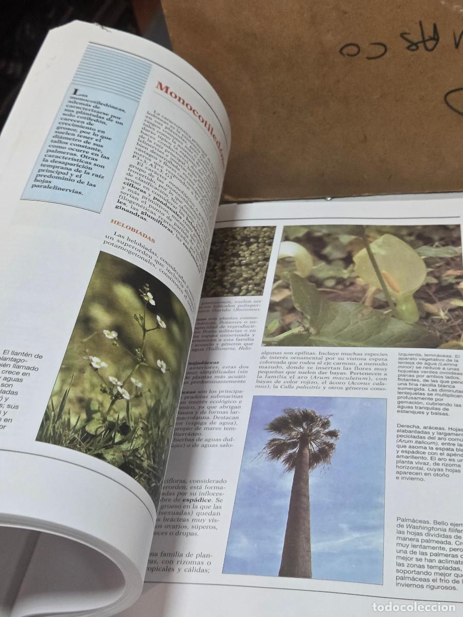 Enciclopedias antiguas: libro de botanica vintage - Foto 3
