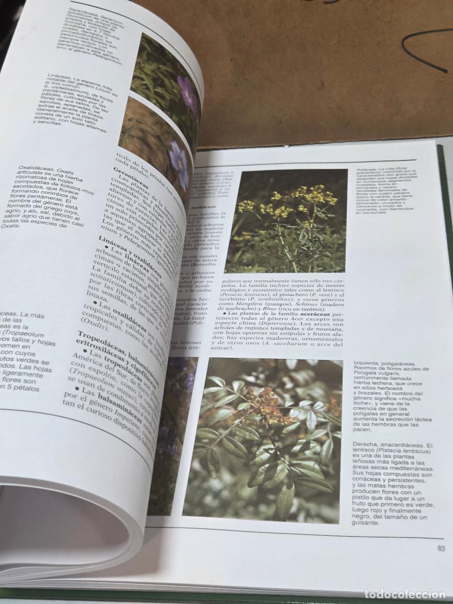 Enciclopedias antiguas: libro de botanica vintage - Foto 4
