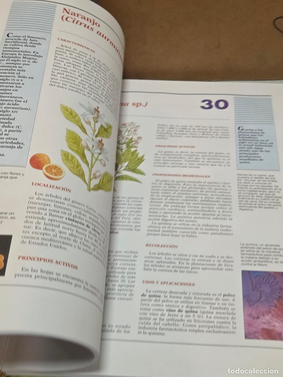 Enciclopedias antiguas: libro de plantas medicinales - Foto 2