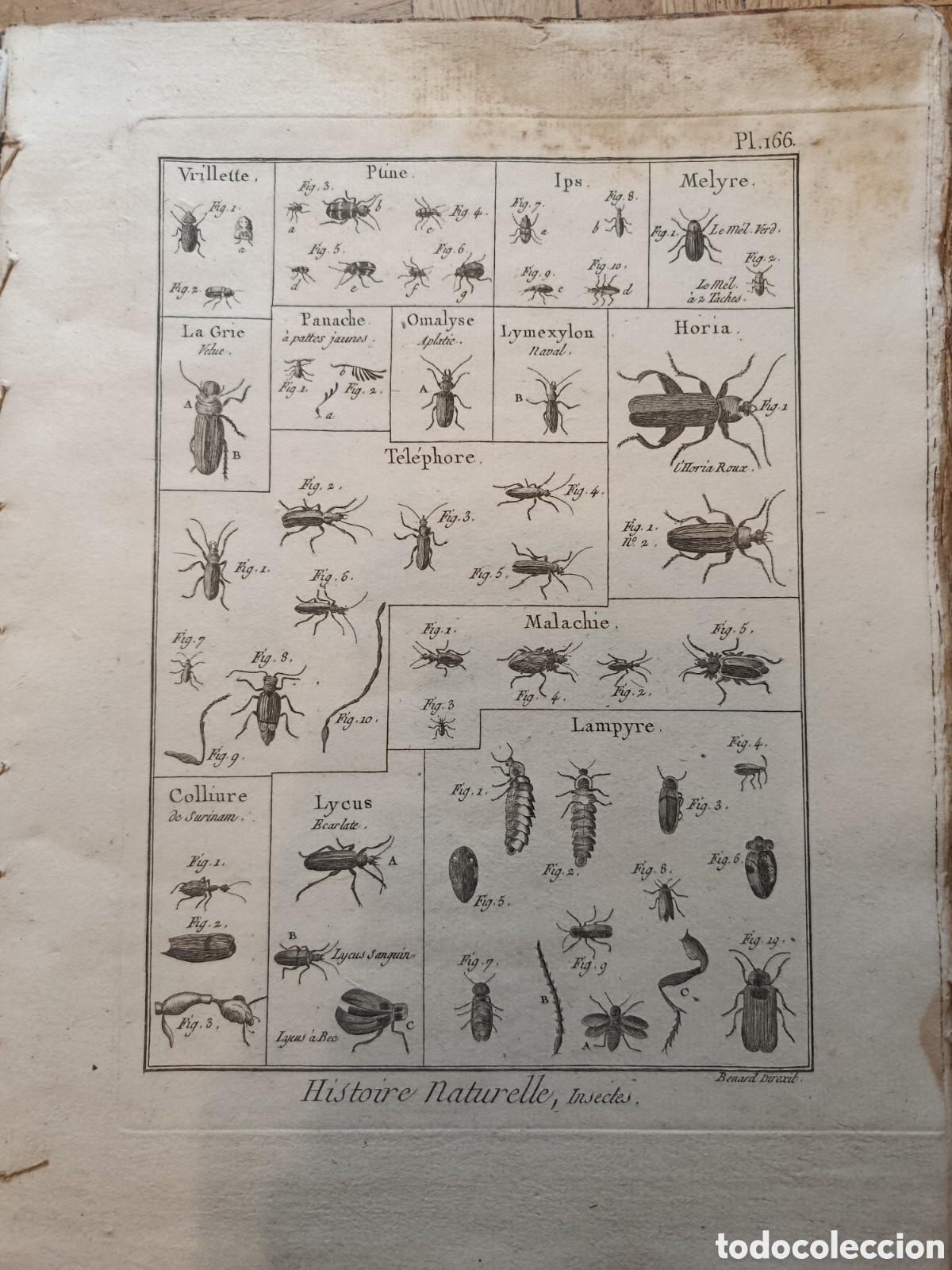 Antiquarische Enzyklop&auml;dien: 101 l&aacute;minas de insectos