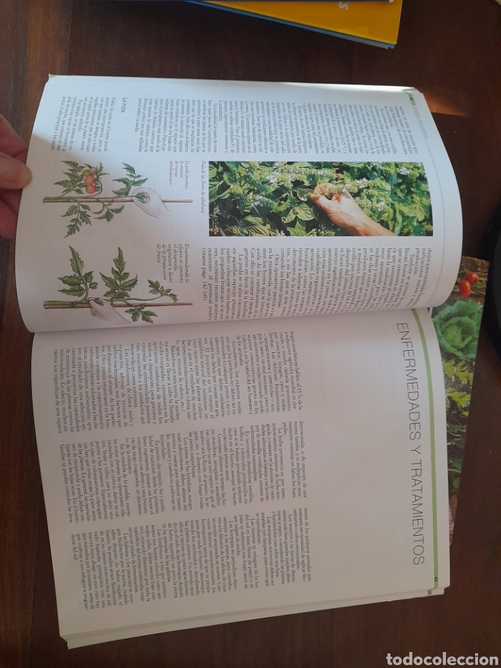 Enciclopedias: Gran enciclopedia del huerto. - Foto 4