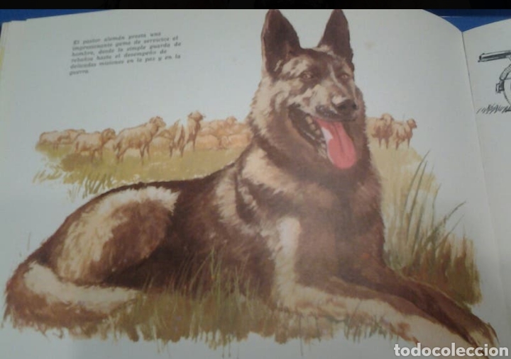 Enciclopedias: EL PERRO NUESTRO AMIGO (LIBRO) - Foto 2