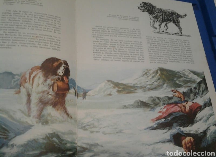 Enciclopedias: EL PERRO NUESTRO AMIGO (LIBRO) - Foto 3