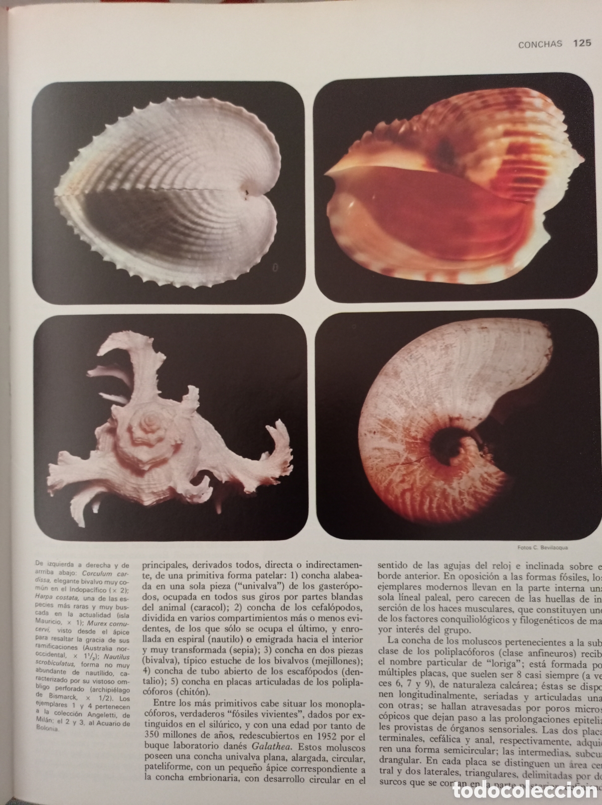 Enciclopedias: Gran enciclopedia del mar - Foto 4