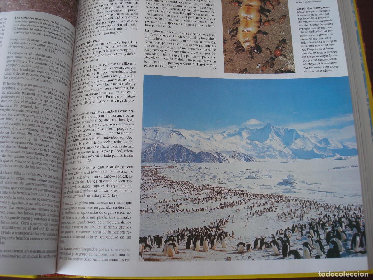 Enciclopedias: Enciclopedia tem&aacute;tica Guinness. SUR, 1994 - Foto 9