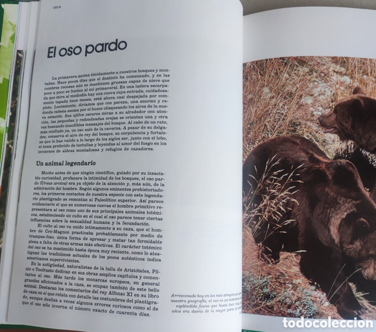 Enciclopedias: Fauna Ib&eacute;rica n&uacute;m. 21 - Foto 3