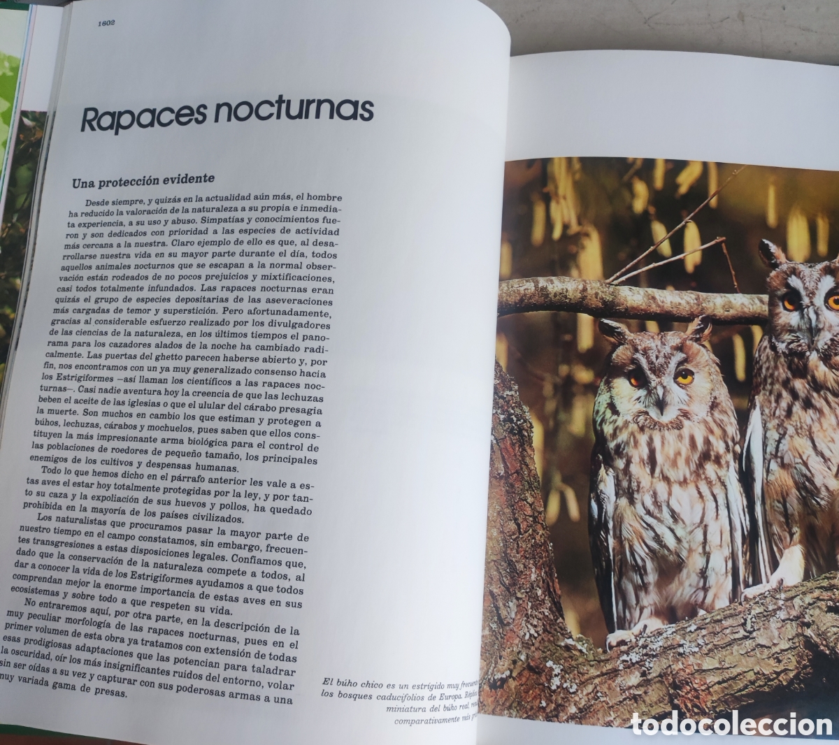 Enciclopedias: Fauna Ib&eacute;rica n&uacute;m. 21 - Foto 4