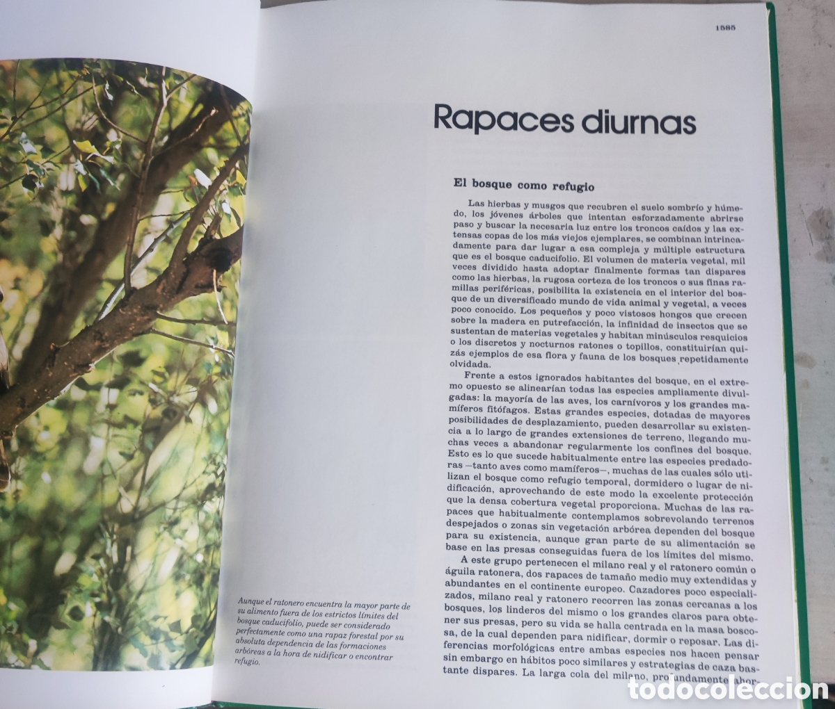 Enciclopedias: Fauna Ib&eacute;rica n&uacute;m. 21 - Foto 5