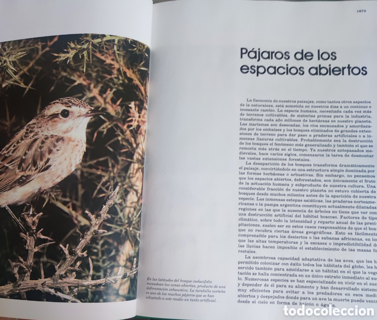 Enciclopedias: Fauna Ib&eacute;rica n&uacute;m 22 - Foto 3