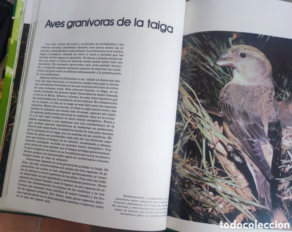 Enciclopedias: Fauna Ib&eacute;rica n&uacute;m 22 - Foto 4
