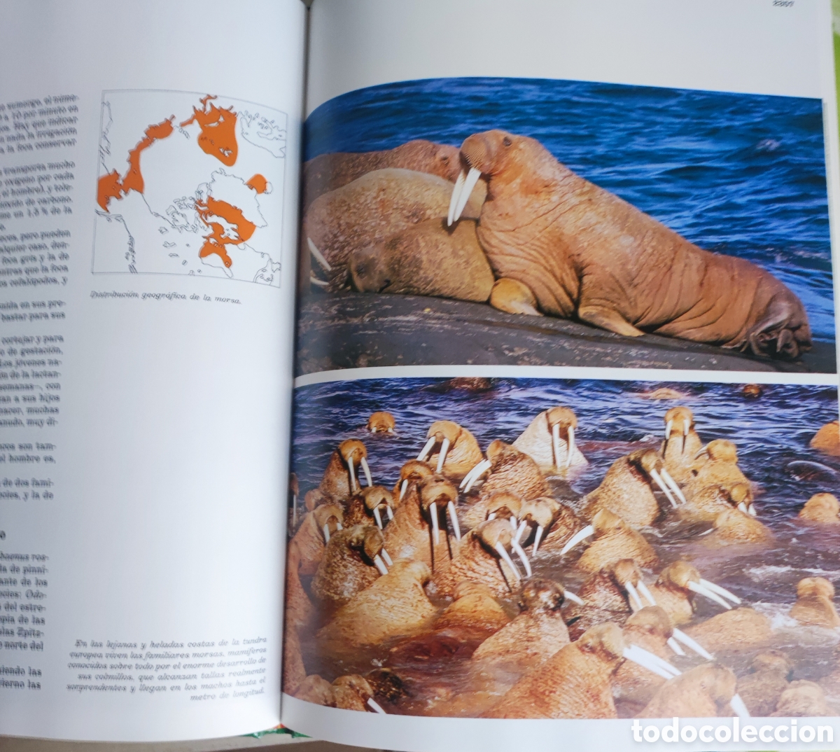 Enciclopedias: Fauna Ib&eacute;rica n&uacute;m 30 - Foto 4