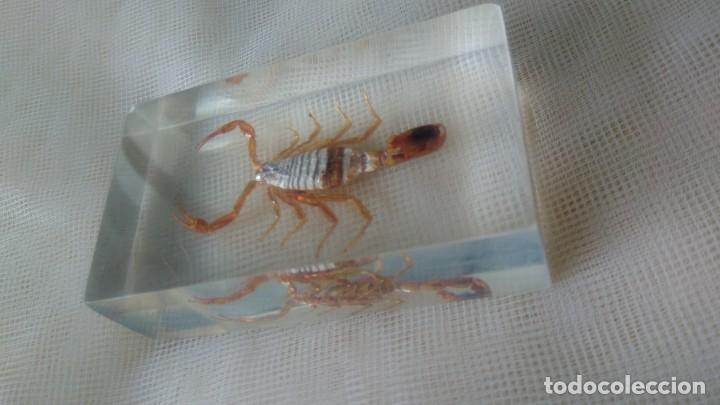 Escriban&iacute;a: PISAPAPELES CON ESCORPI&Oacute;N - Foto 2