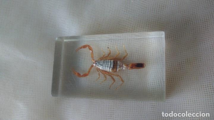 Escriban&iacute;a: PISAPAPELES CON ESCORPI&Oacute;N - Foto 3