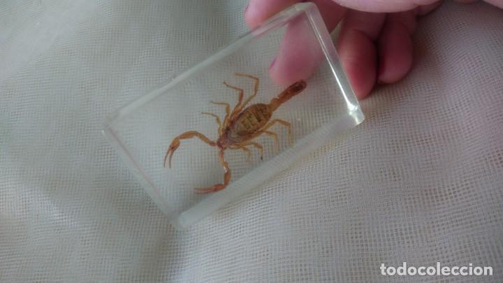 Escriban&iacute;a: PISAPAPELES CON ESCORPI&Oacute;N - Foto 5