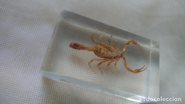 Escriban&iacute;a: PISAPAPELES CON ESCORPI&Oacute;N - Foto 6