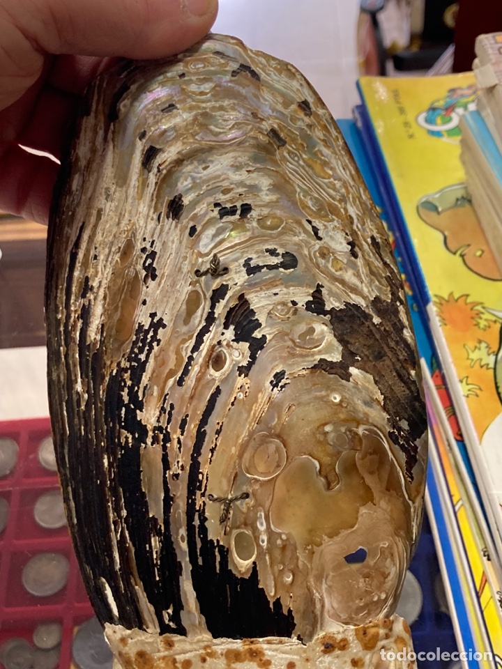 Escriban&iacute;a: Bonito tintero echo sobre una concha de n&aacute;car, para restaurar - Foto 7