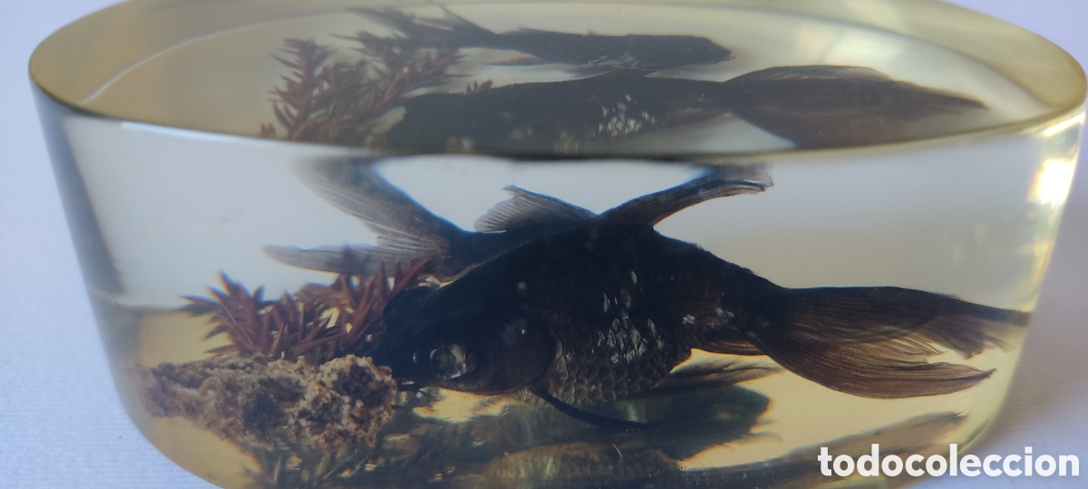 Escriban&iacute;a: CURIOSO PISAPAPELES CON DOS PECES BETTA EN SU INTERIOR. - Foto 5
