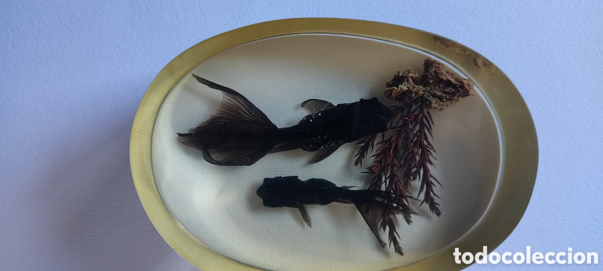 Escriban&iacute;a: CURIOSO PISAPAPELES CON DOS PECES BETTA EN SU INTERIOR. - Foto 6