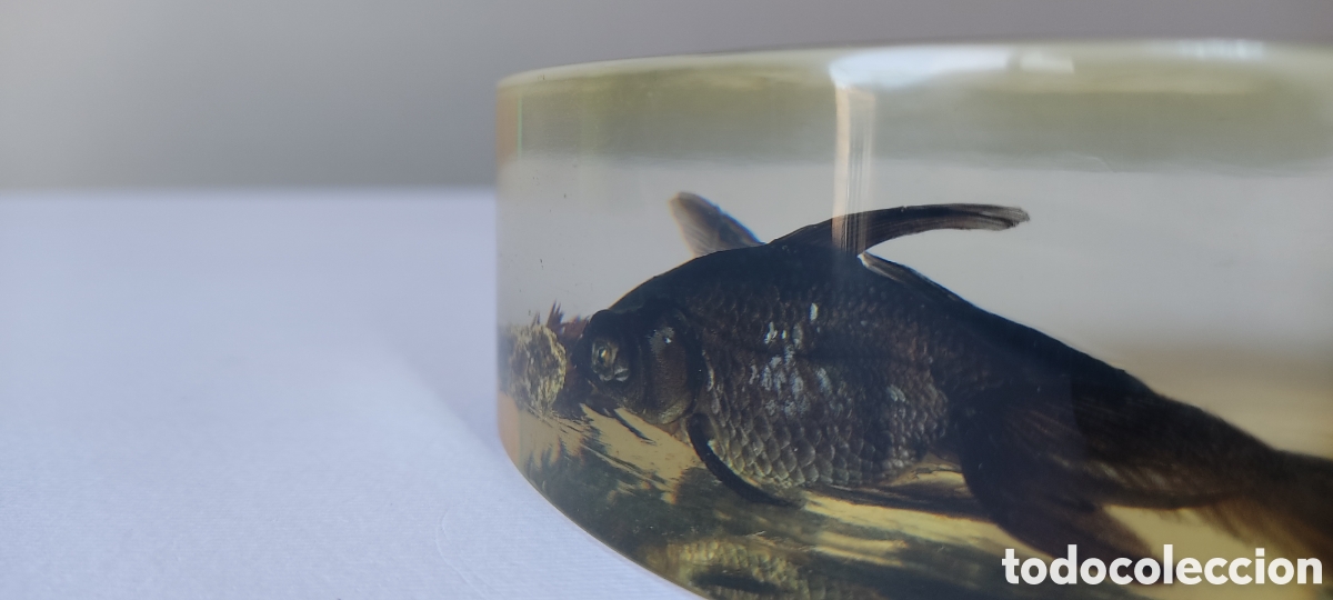 Escriban&iacute;a: CURIOSO PISAPAPELES CON DOS PECES BETTA EN SU INTERIOR. - Foto 9