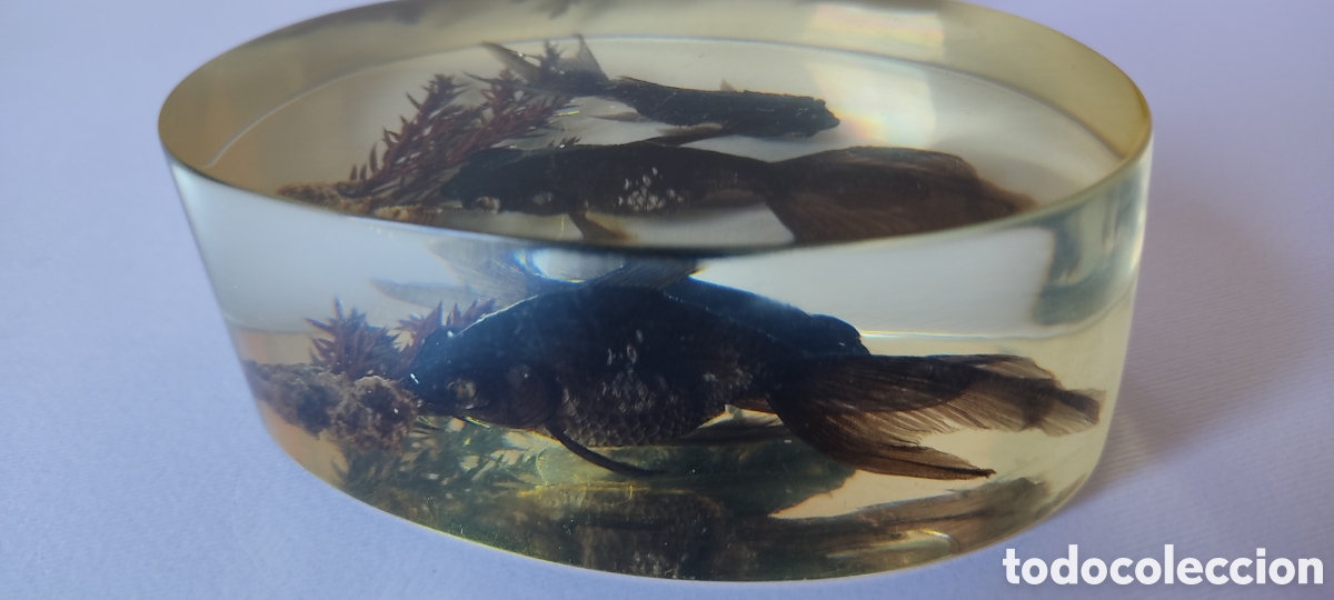 Escriban&iacute;a: CURIOSO PISAPAPELES CON DOS PECES BETTA EN SU INTERIOR. - Foto 11