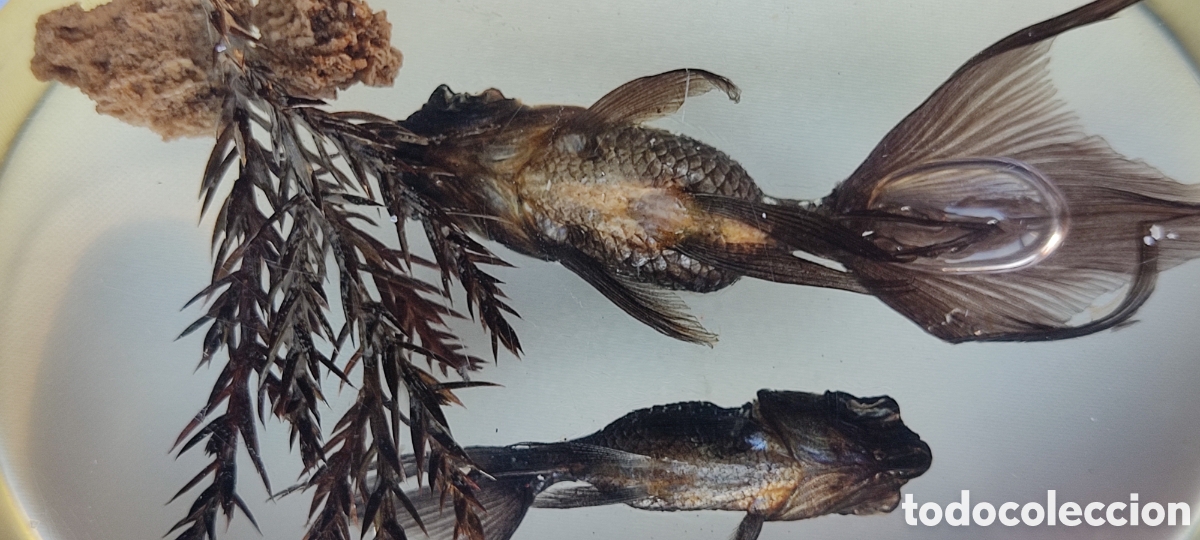 Escriban&iacute;a: CURIOSO PISAPAPELES CON DOS PECES BETTA EN SU INTERIOR. - Foto 12