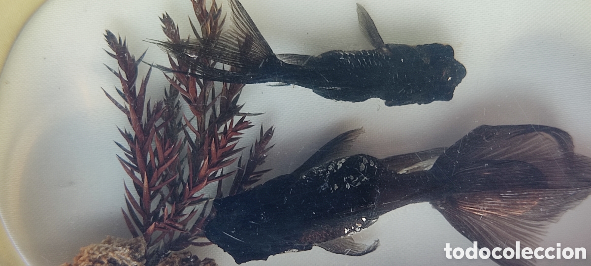 Escriban&iacute;a: CURIOSO PISAPAPELES CON DOS PECES BETTA EN SU INTERIOR. - Foto 14