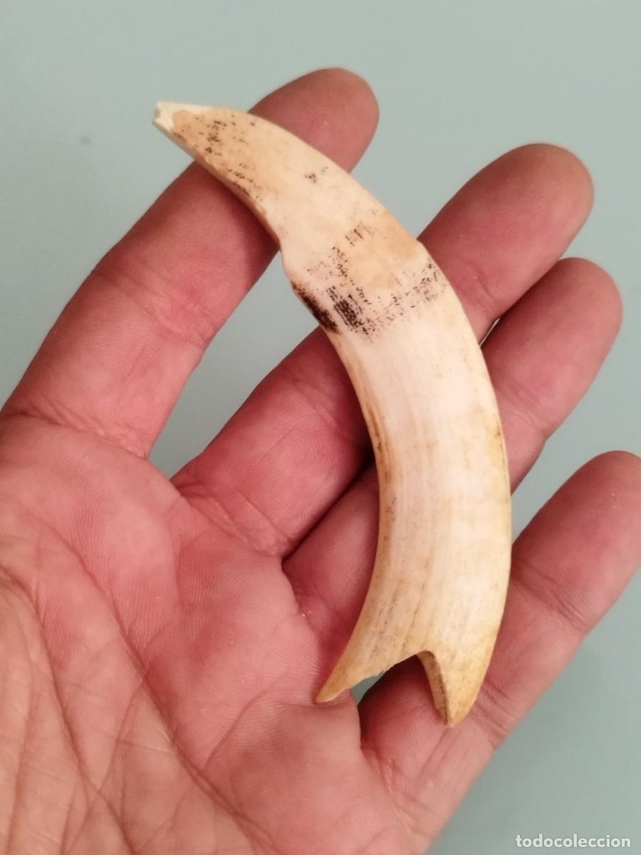 Escriban&iacute;a: Antigua mitad de colmillo curvo a identificar. Jabal&iacute;, cerdo salvaje.