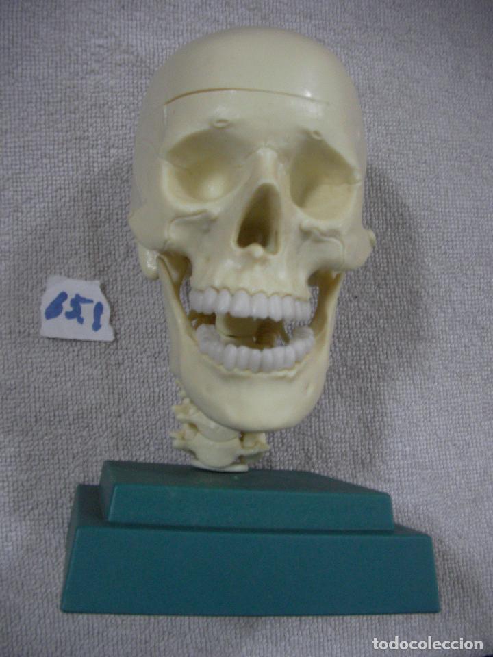 Figuras de acci&oacute;n: CABEZA DE ESQUELETO TAMA&Ntilde;O GRANDE CON COMPLEMENTOS - Foto 1