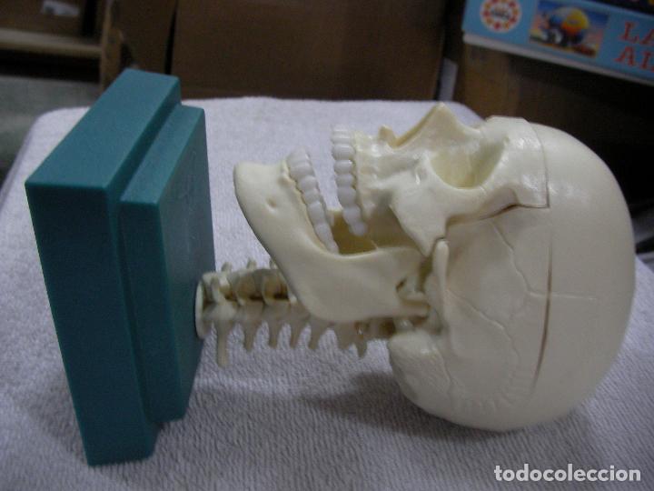 Figuras de acci&oacute;n: CABEZA DE ESQUELETO TAMA&Ntilde;O GRANDE CON COMPLEMENTOS - Foto 2