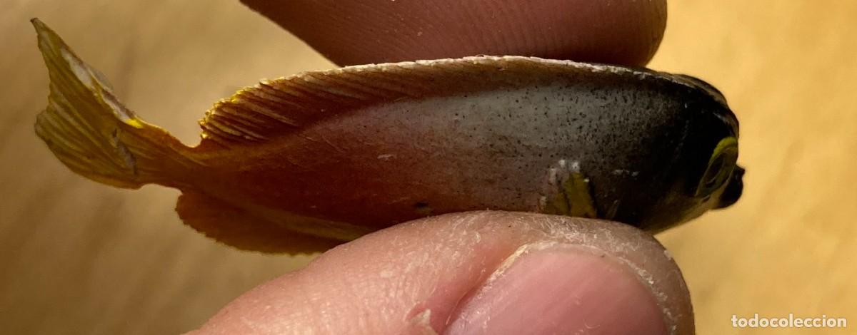 Figuras de acci&oacute;n: pescado a identificar - Foto 5