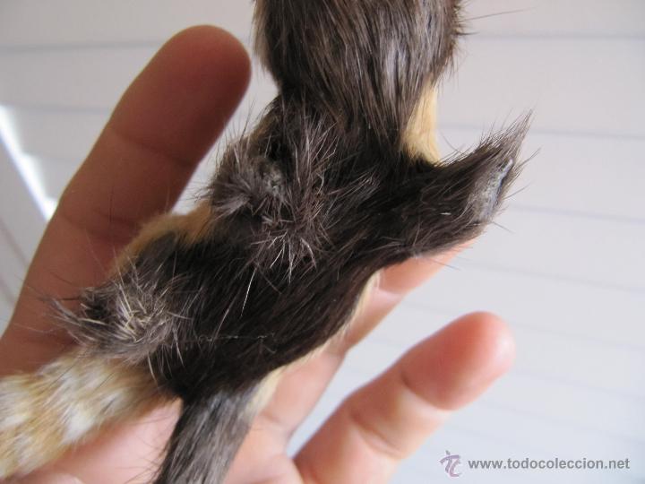 Figuras de goma y PVC: MAPACHE - Foto 7