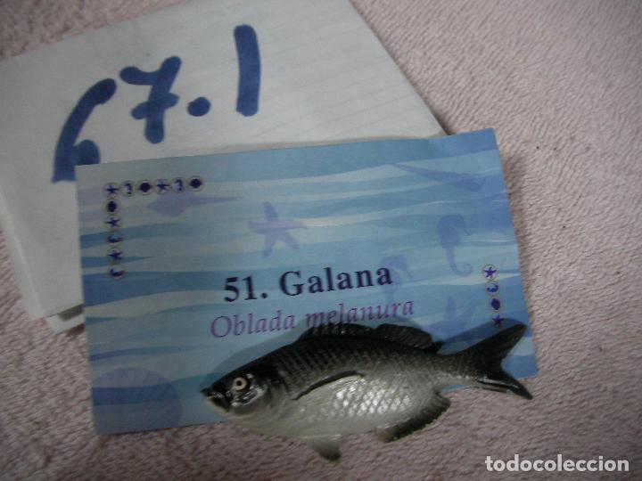 Figuras de Goma y PVC: PECES DE CANARIAS - FIGURA DE RESINA +- 5 CM DECORACION O DIORAMA - ENVIO INCLUIDO A ESPA&Ntilde;A