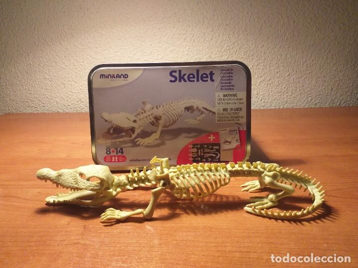 skelet cocodrilo, miniland. esqueleto de cocodr - Compra venta en  todocoleccion