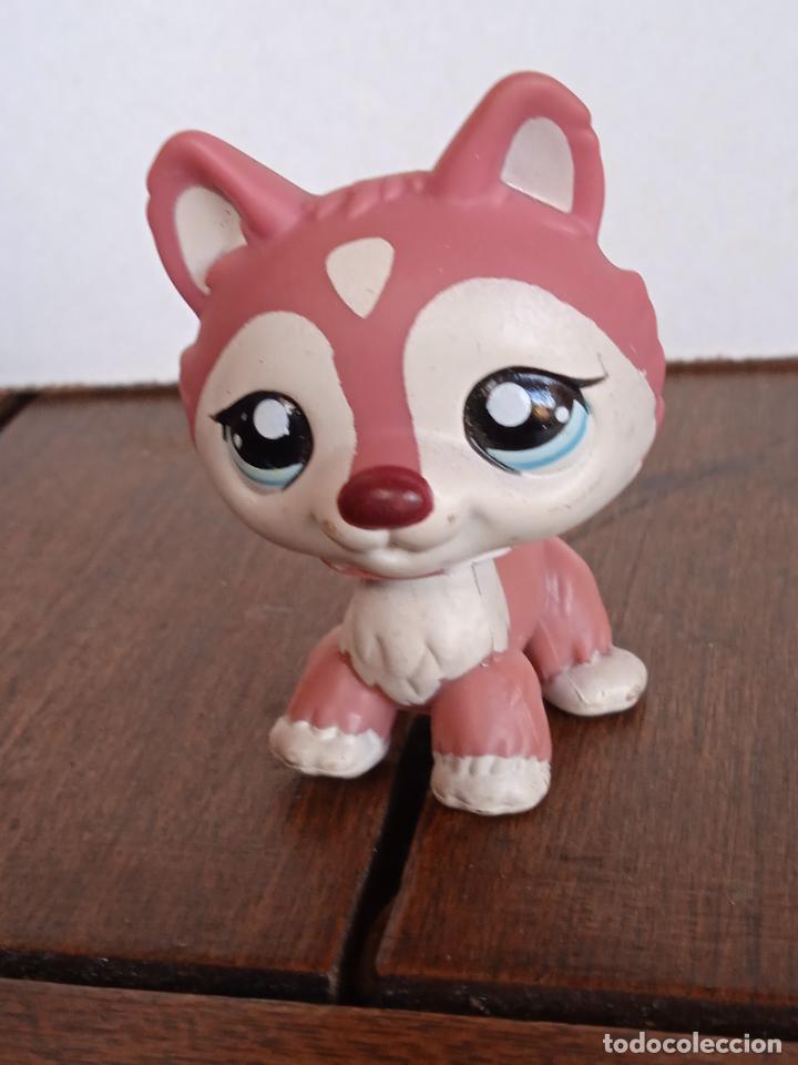 Figuras de Goma y PVC: hasbro lps littlest pet. Husky